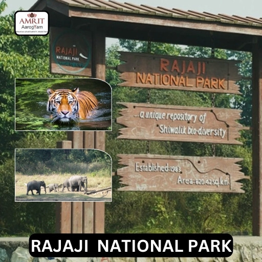 rajaji-national-park